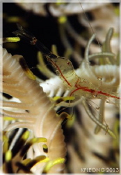 Translucent Gorgonian Shrimp
Anilao,Philippines with a c... by Kf Leong 